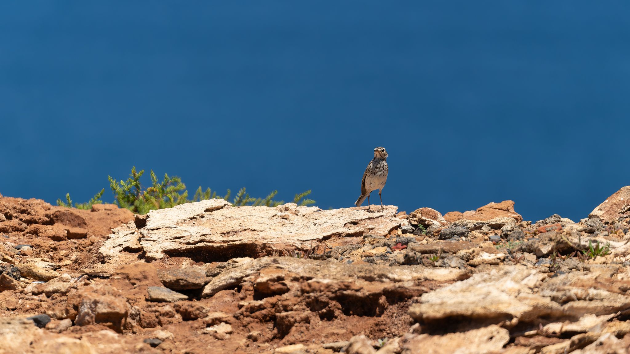 20250514 132541 Caniçal   Kanarenpieper (1)